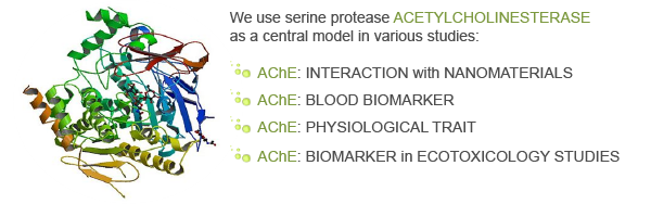 AChE-acetylcholinesterase-graphical-abstract