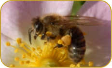 Apis mellifera