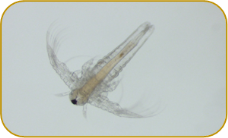 Artemia salina