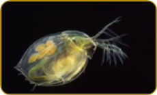 Daphnia magna