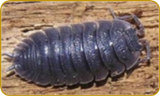 Porcellio scaber