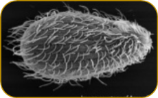 Tetrahymena thermophila