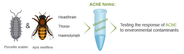 AChE-acetylcholinesterase-biomarker-graphical-abstract