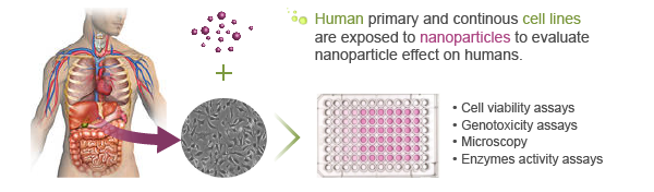 human-nanotoxicology-graphical-abstract