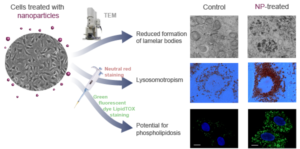 human-nanotoxicology2-graphical-abstract