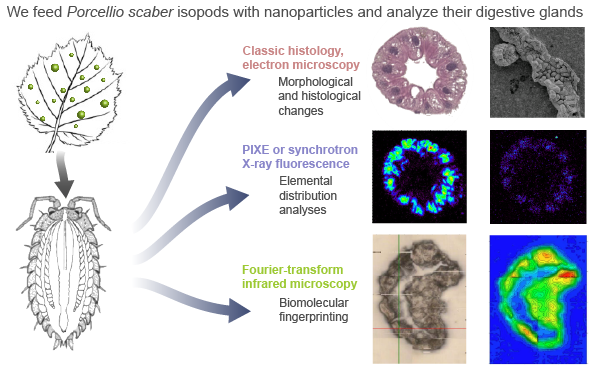 environmental-nanotoxicology-graphical-abstract